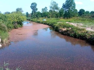 Dereye Atılan Fındık Tozu, Tepkiye Neden Oldu