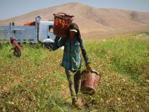 Elazığ’da Mevsimlik İşçilerin Mesaisi Devam Ediyor