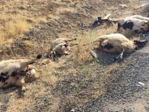 Otomobil Sürüye Daldı: 12 Koyun Telef Oldu