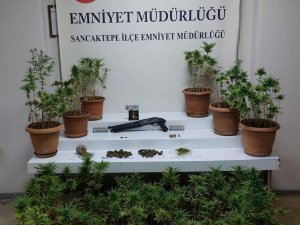 Sancaktepe’de Evinde Uyuşturucu Yetiştirip Satan Şahıs Yakalandı