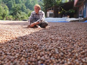 Ordu Değil Tokat’ta Yetişiyor, Görenleri Şaşırtıyor