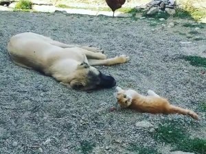 Boncuk İle Karabaş’ın İç Isıtan Dostluğu!