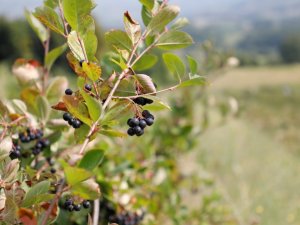 İ̇negöl’de Süper Meyve ’Aronya’nın Hasadı Başladı