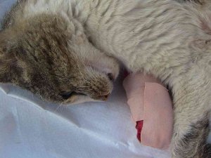 Artvin’de Mahalle Sakinleri Hasta Kedi İçin Seferber Oldu