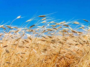 10 Bin Yıllık Ata Tohumu Siyez Ardahan’da Hayat Buldu