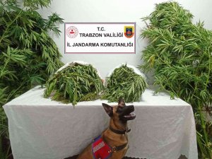 Trabzon’da Uyuşturucu Operasyonu