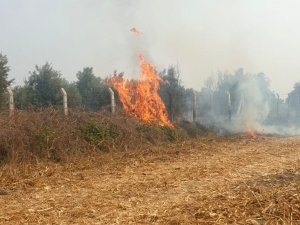 Anız Yangını Zeytin Bahçesine Sıçramadan Söndürüldü
