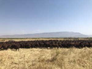 Iğdır’daki Tarım İşletmesinde Koç Katımı Yapıldı