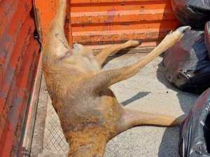 Samsun’da Yola Çıkan Karaca Araç Çarpması Sonucu Telef Oldu