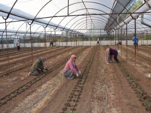 Antalya’da 62 Milyon 500 Bin Domates Fidesi Toprakla Buluşuyor