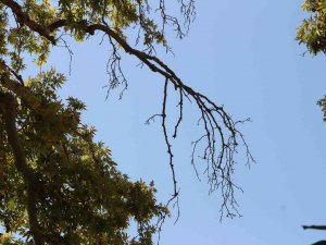 Asırlık Çınar Ağacının Korumaya Alınması İstendi