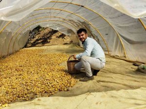 İ̇ncir Fiyatları Üreticinin Yüzünü Güldürdü