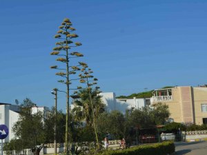 60 Yıl Sonra Çiçek Açtı