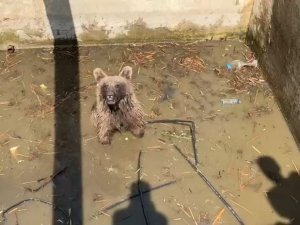 Sulama Kanalına Düşen Ayı, 5 Saatlik Çalışmayla Kurtarıldı