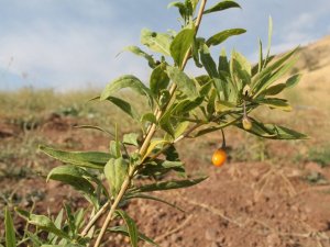 Bayburt’ta Goji Berry Fideleri Meyve Vermeye Başladı