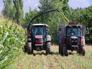 Silajlık Mısır Hasadı Erzincan’da Başladı
