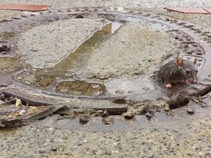 Farenin Fazla Kilosu Başına Dert Oldu