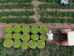 Bursa’da Çiftçi Ürettiğini Komisyonsuz Tüketiciye Ulaştırıyor