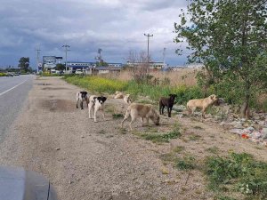Aydınlı Çobanlar Sokak Köpeği Sorunlarının Çözülmesini Bekliyor