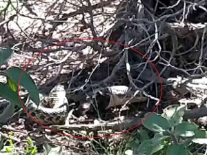 Piknikte Duyduğu Sese Yöneldi, Vardığında Şok Oldu