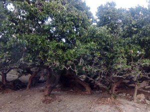 İ̇ki Bin Yıllık Dut Ağacı Görüntüsü İle Dikkat Çekiyor