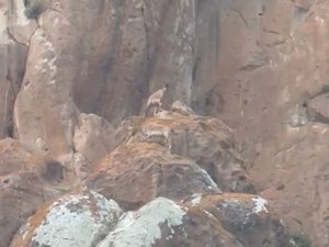 Erzurum’da Nesli Tükenmekte Olan Yaban Keçileri Görüntülendi