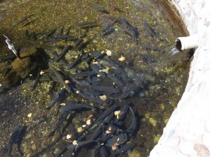 Bu Balıkların Gizemi Çözülemiyor