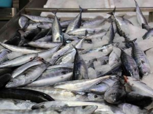 Karadeniz’de Su Sıcaklığı Normalin Üzerinde, Balıkçılar Umduğu Gibi Avlanamadı