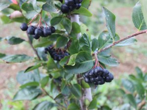 Yaşı 90, Kurusu İse 450 Tl