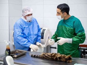 Sokak Hayvanları Kitap Karşılığında Kısırlaştırılıyor