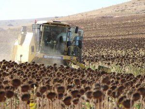 Geçen Yılın En Kurak Kenti Amasya’da Ayçiçeği Üretimi Bu Yıl 2 Kat Arttı