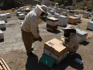 Hakkari’deki Arı Zehri Birinci Kalite Çıktı