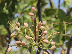 Antep Fıstığı Üretimine Başladılar Kazançlarını 10’a Katladılar