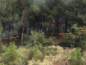 Orman İşçisi Müdahale Ettiği Yangında Zehirlendi