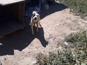 Konya’da Pitbull Besleyen Şahsa 14 Bin 982 Lira Ceza