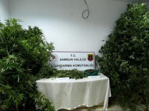 Jandarma 450 Gram Kubar Esrar Ve 20 Kök Kenevir Bitkisi Ele Geçirdi