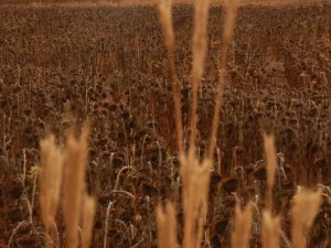 Hasattan Güzel Verim Elde Ediliyor