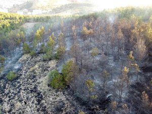 Yozgat’ta 15 Dekarlık Orman Küle Döndü