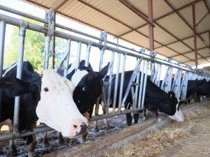 Denizli’de Ölümcül Hastalıkla Mücadele Sürüyor