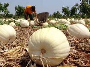 Avokado Bahçesinde Tonlarca Kabak Yetiştirdi
