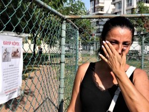 Gözyaşları İçinde Aradığı Sokak Köpeğini Bulana Ödül Verecek