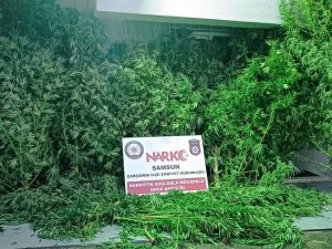 Boyları 5 Metreyi Bulan Kenevir Ele Geçirildi