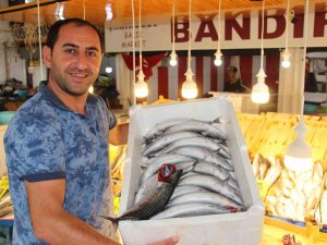 Av Yasağı Sona Erdi, Tezgahlarda Palamut Bollaştı