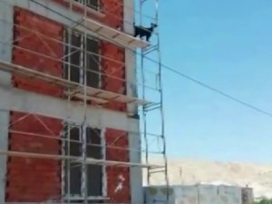 Keçi Öyle Bir Yere Çıktı Ki, Çıktığı Yerden İndirmek Çok Daha Zor Oldu
