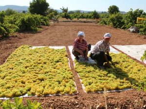 Bağlardan Toplanan Üzümler Doğal Yöntemlerle Kurutuluyor