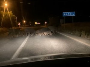 Domuz Sürüsü Araçlara Aldırış Etmeden Karşıya Geçti