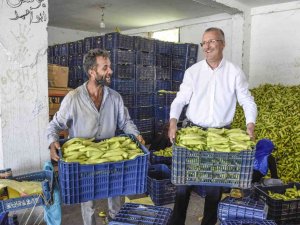 Başkan Özkan, Biber Üreticilerinin Hasadına Katıldı