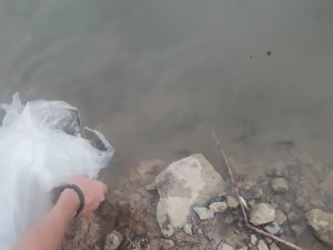 Uluderede İki Baraja 300 Bin Yavru Sazan Bırakıldı