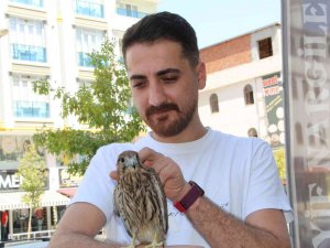 Batman’da Yaralı ’Kerkenez’ Duyarlı Vatandaş Tarafından Tedavi Edildi
