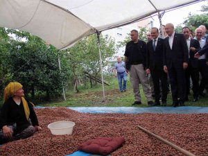 Kılıçdaroğlu, Üreticilerle Fındık Seçti